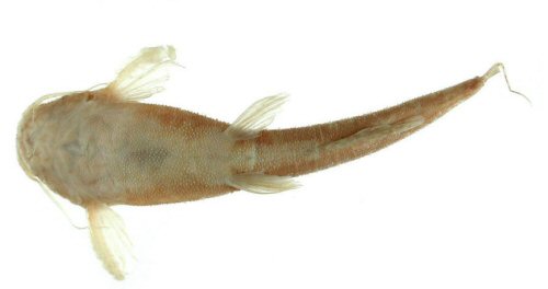 Pseudobunocephalus bifidus = ventral view - holotype