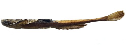 Pseudobunocephalus carvalhoi = Lateral view-holotype-Napo River basin, Ecuador