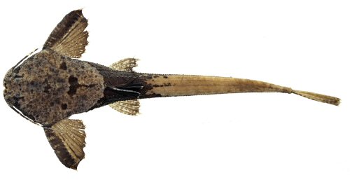 Pseudobunocephalus carvalhoi = Dorsal view-holotype-Napo River basin, Ecuador