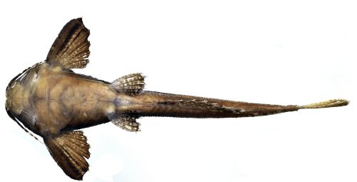 Pseudobunocephalus carvalhoi = Ventral view-holotype-Napo River basin, Ecuador
