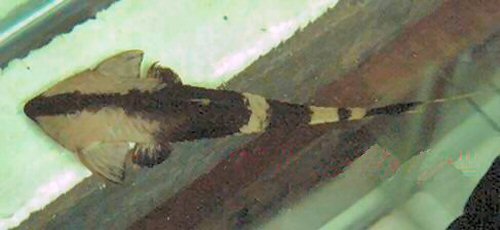 Pseudohemiodon apithanos