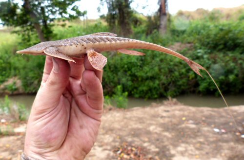 Pseudohemiodon laticeps = Río Bermejo, Salta