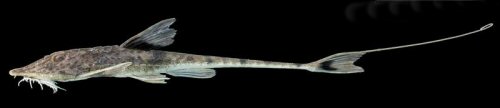 Pseudohemiodon sp. "Venezuela"