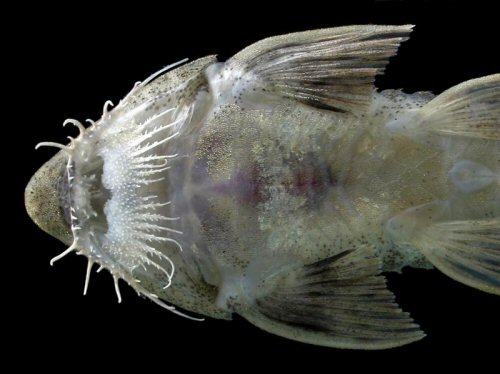Pseudohemiodon sp. "Venezuela"  = ventral mouth view