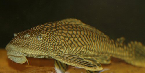 Pterygoplichthys ambrosettii 