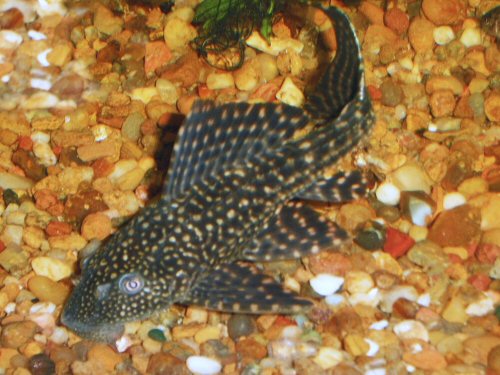 Pterygoplichthys ambrosettii  = Juvenile - captured in the "La Ensenada" creek, near Diamante, Entre Rios, Argentina