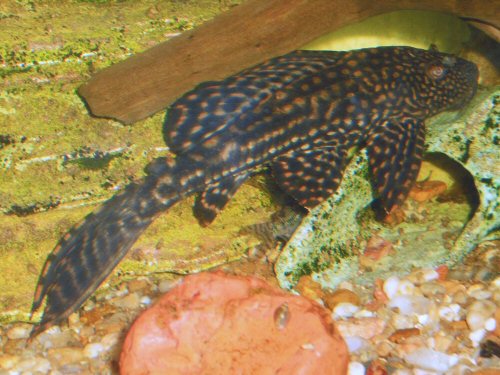 Pterygoplichthys ambrosettii = Juvenile - captured in the "La Ensenada" creek, near Diamante, Entre Rios, Argentina 