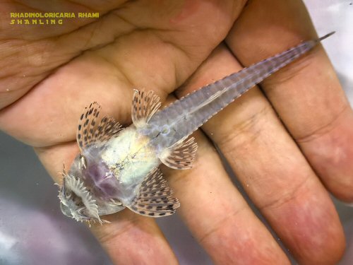 Rhadinoloricaria rhami = ventral view