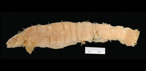 Rhizosomichthys totae = Preserved specimen-Lago de Tota at head of Rio Upia (a trib. of Rio Meta), Eastern Andes