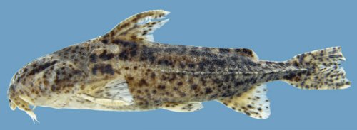 Rhynchodoras castilloi