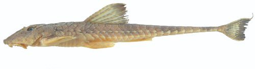 Rineloricaria capixaba = Holotype-male, Brazil, Esp&iacute;rito Santo State, Concei&ccedil;&atilde;o do Castelo municipality, Itapemirim River