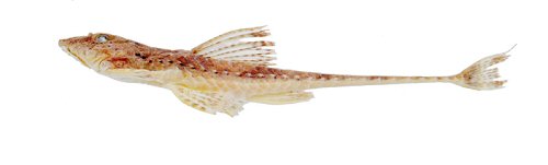 Rineloricaria harenae = Lateral view-holotype-Itapoc&uacute;, municipitaly of Jaragu&aacute; do Sul, Santa Catarina, Brazil