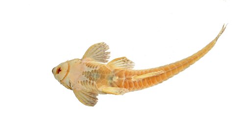 Rineloricaria harenae = Ventral view-holotype-Itapoc&uacute;, municipitaly of Jaragu&aacute; do Sul, Santa Catarina, Brazil