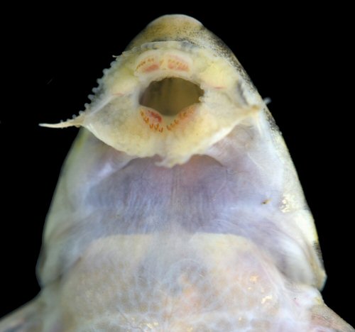 Rineloricaria jubata = Mouth view-Baudo, Colombia