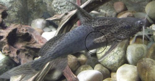Synodontis acanthomias = Image taken at the Oceanarium, Bournemouth, England, U.K. - The ragged end of the humeral process is ringed in image.