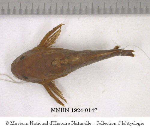 Synodontis albolineatus = Dorsal view-specimen MNHN-IC-1924-0147, holotype