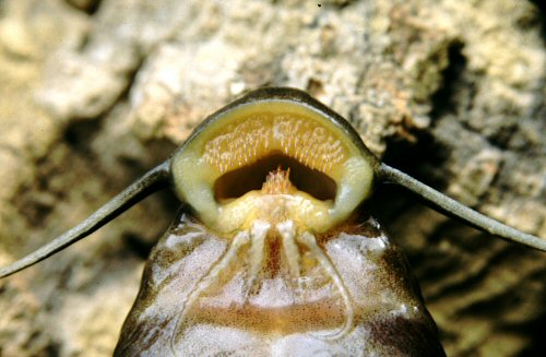 Synodontis brichardi = close up of mouth structure