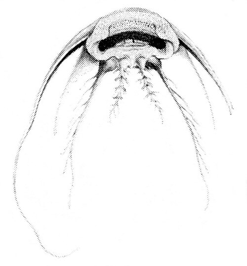 Synodontis frontosus - mouth view