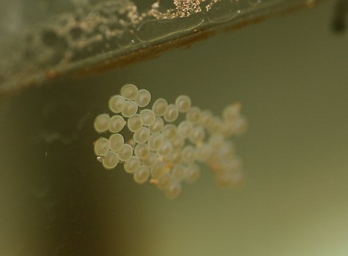 Scleromystax lacerdai  = eggs - 1.8mm
