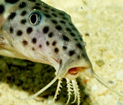 Synodontis longirostris - head and mouth view showing the tooth plates.