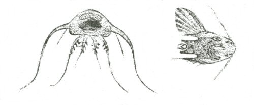 Synodontis multimaculatus - drawing of holotype