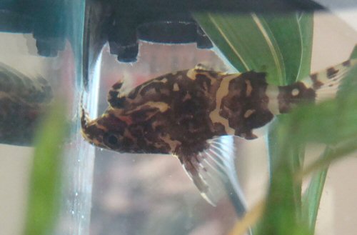 Synodontis nigriventris  = Zebra variety from Kutu in the Dem.Rep.of the Congo.