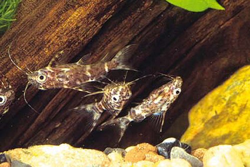 Synodontis nigriventris