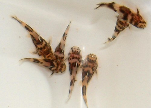 6 weeks old Synodontis polli = bred by Bob Barnes of the Catfish Study Group
