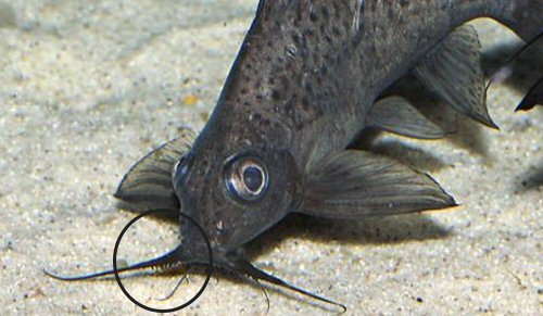 Synodontis resupinatus = Showing the short branches to the maxillary barbels
