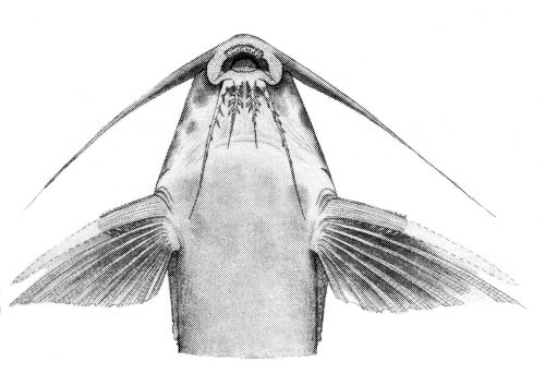 Synodontis velifer - ventral view