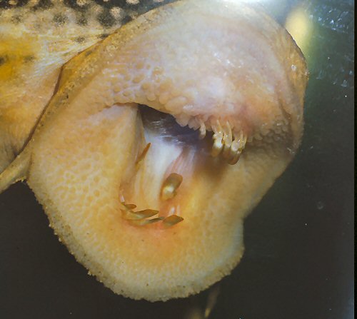 Scobinancistrus aureatus = Showing teeth with two spatulate cusps