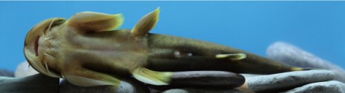 Sineuchiloglanis baishuiensis = Ventral view