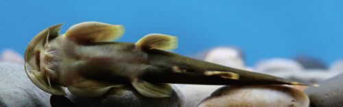 Sineuchiloglanis chishuiensis = ventral view