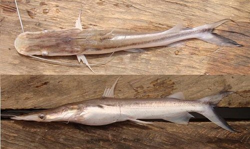 Sorubim cuspicaudus = dorsal and side view sub-adult
