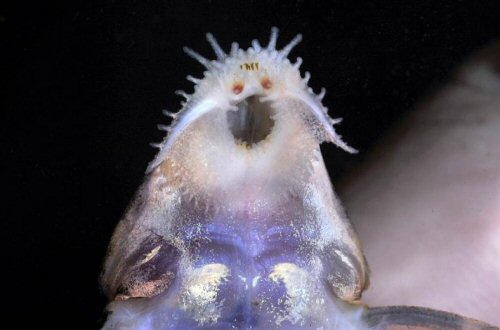 Spatuloricaria gymnogaster = mouth view