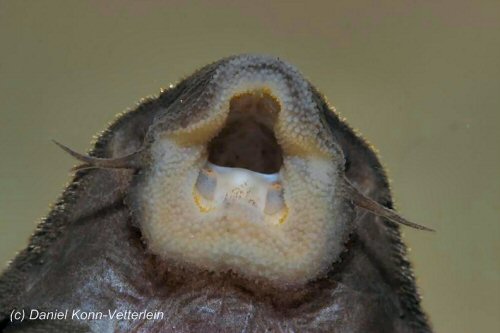 Spectracanthicus immaculatus  = mouth view