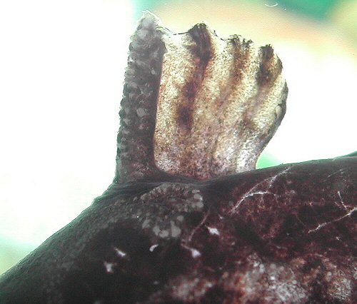 Spinipterus acsi = dorsal fin view