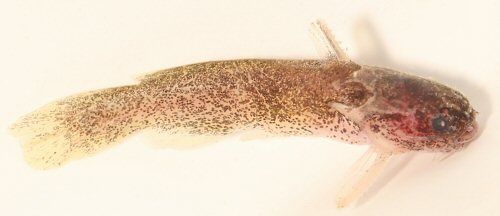 Spinipterus cuniculus = Paratype from Guapor&eacute; River, tributary of Madeira River basin, Rond&ocirc;nia, Brazil
