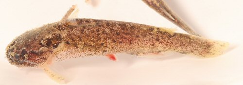 Spinipterus cuniculus = Paratype from Guapor&eacute; River, tributary of Madeira River basin, Rond&ocirc;nia, Brazil