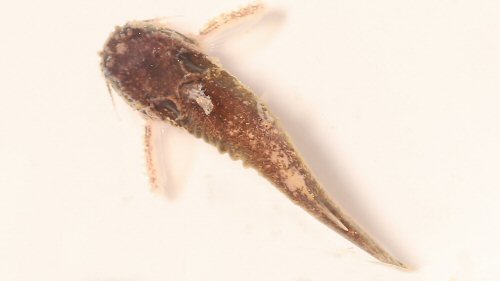 Spinipterus cuniculus = Dorsal view-paratype from Guapor&eacute; River, tributary of Madeira River basin, Rond&ocirc;nia, Brazil
