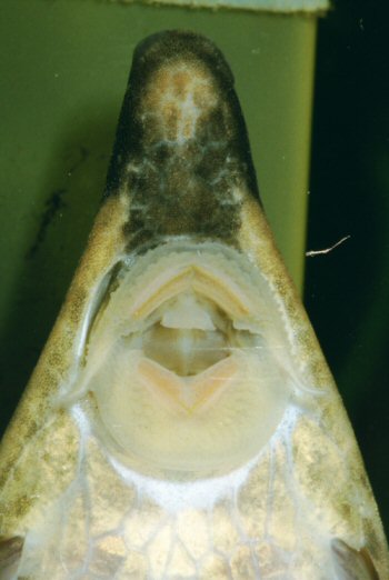 Sturisoma nigrirostrum  = showing mouth parts