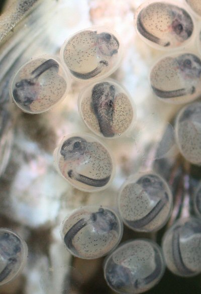 Sturisomatichthys panamensis = Eggs-Embryos 2 days 