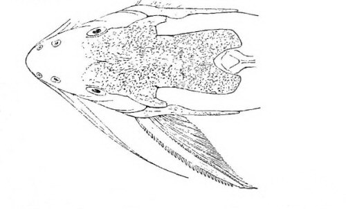 Synodontis geledensis = Line drawing-dorsal head view