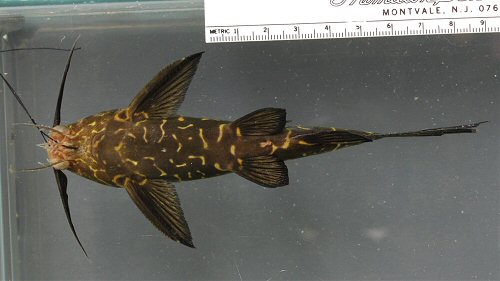 Synodontis ngouniensis = ventral view