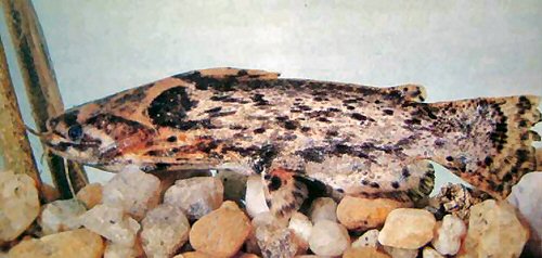 Trachelyopterus galeatus