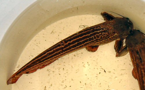 Trachelyopterichthys taeniatus 