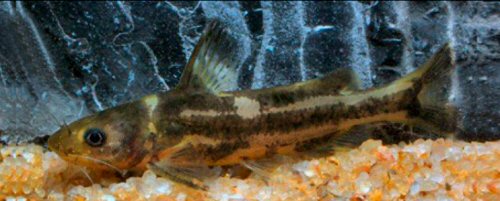 Tachysurus platystomus = Guangdong Prov.: Haifeng County: Huang River, a coastal river flowing into the South China Sea