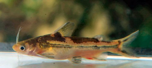 Tachysurus qiongzhouensis = Freshly collected specimen