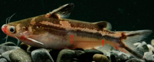 Tachysurus sinovietnamensis = Red arrow shows the two constrictions in the mid-lateral stripe