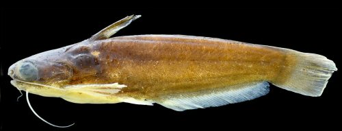Trachelyichthys epachrus = Holotype-male-Rio Marmelos upstream of igarap&eacute; Escondido, Rio Madeira basin, Amazonas, Brazil